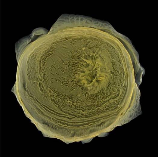 索菲亞機器人下月“訪華”